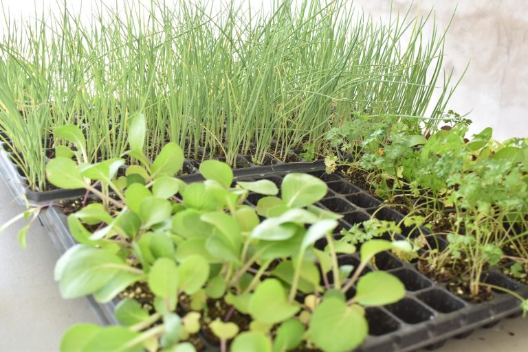 WhatsApp Image 2024-03-12 at 6.48.33 AM