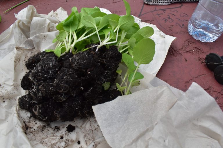 WhatsApp Image 2024-05-03 at 8.18.49 AM