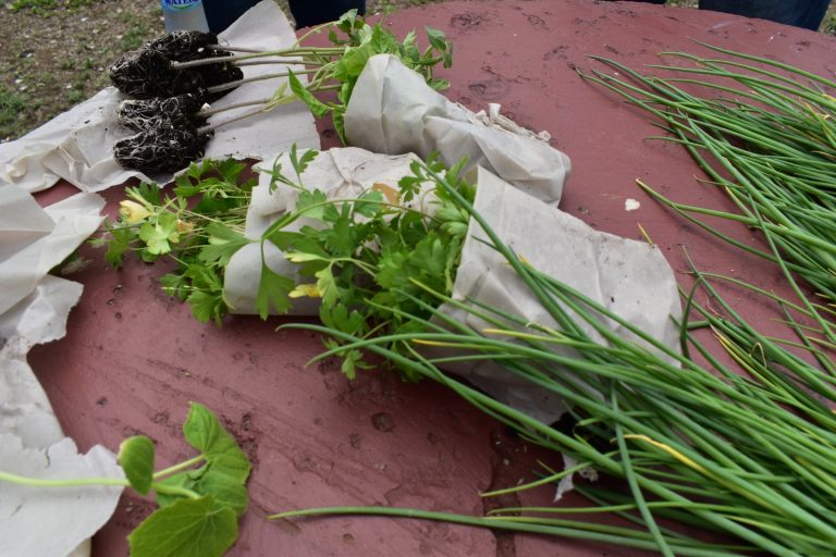 WhatsApp Image 2024-05-03 at 8.19.03 AM